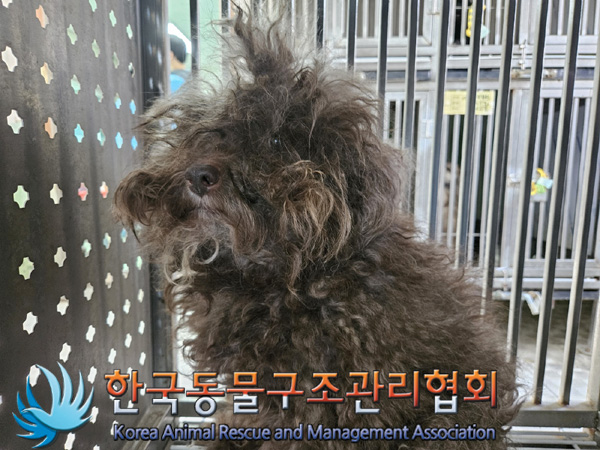 종료(입양) 푸들의…